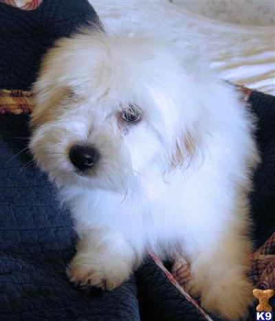 Coton de Tulear Puppies Parents Imported FCI
